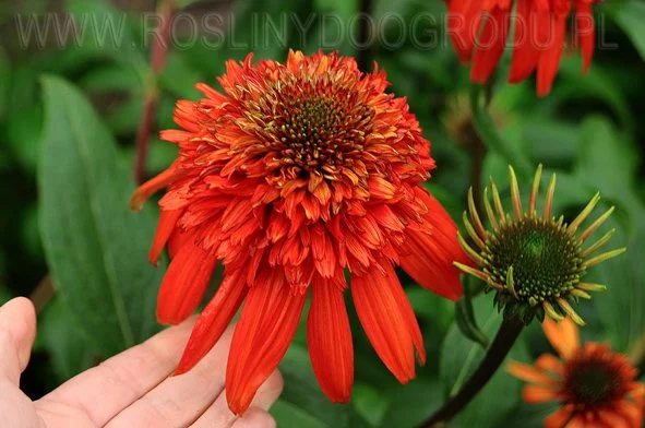 Echinacea - Jeżówka Hot Papaya