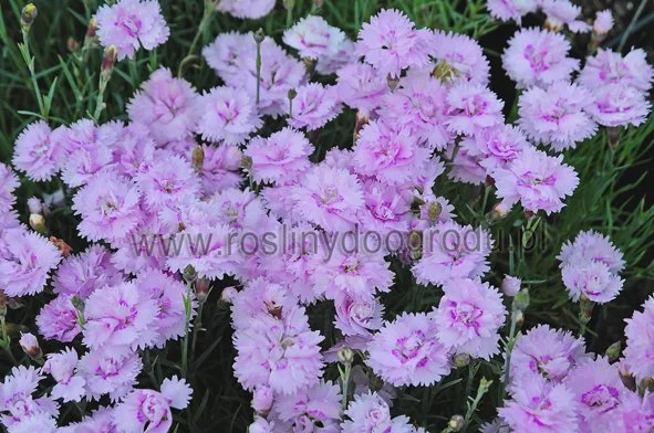 Dianthus Doris - Gożdzik Doris