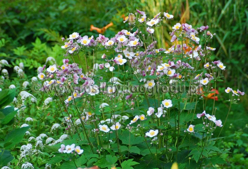 Anemone tomentosa Robustissima - Zawilec pajęczynowaty