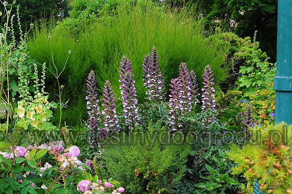 Acanthus - Akant