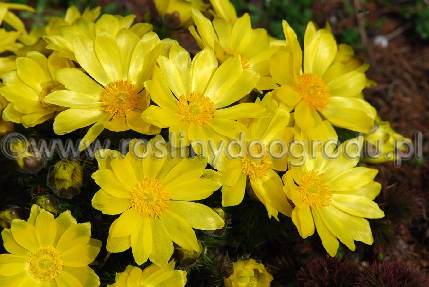 Adonis vernalis - Miłek wiosenny