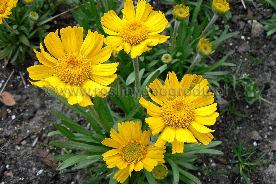 Actinella scaposa - Aktinella