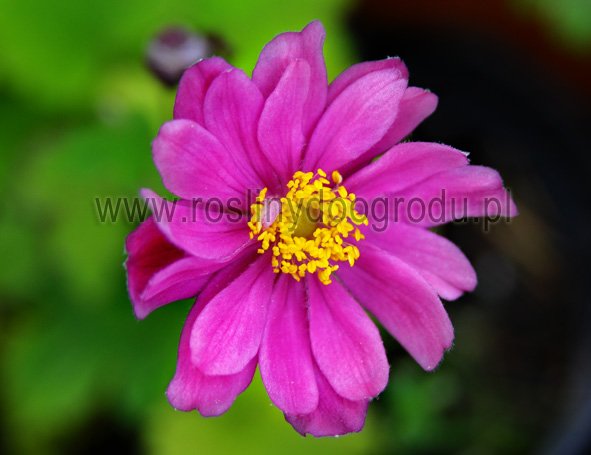Anemone Pamina - Zawilec Pamina