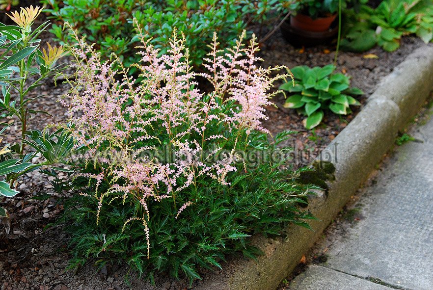 Astilbe simplicifolia - Tawułka pojedynczolistna Sprite
