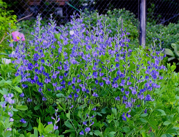 Baptisia - Baptysja błękitna