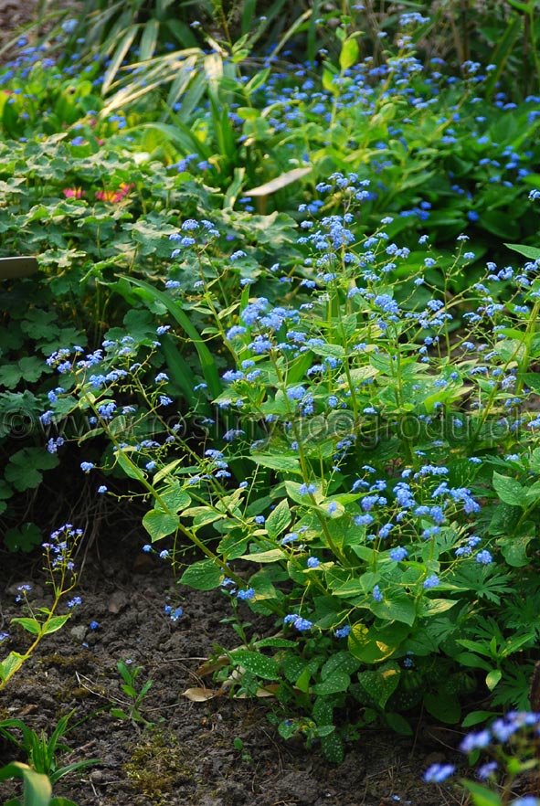 Brunnera macrophylla - Niezapominajka kaukaska
