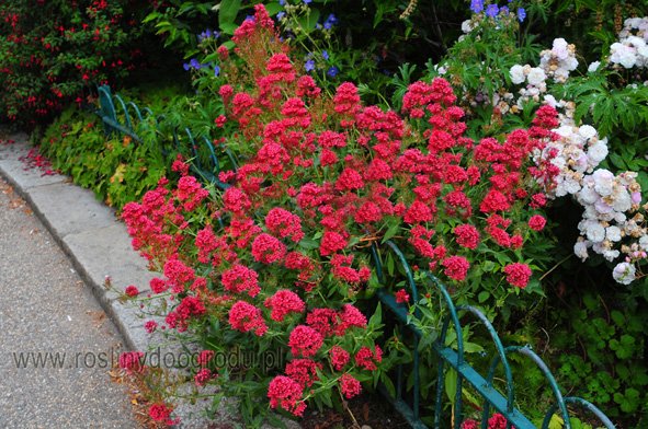 Centranthus ruber - Coccineus Ostrogowiec