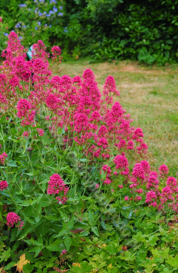 Centranthus ruber - Ostrogowiec czerwony