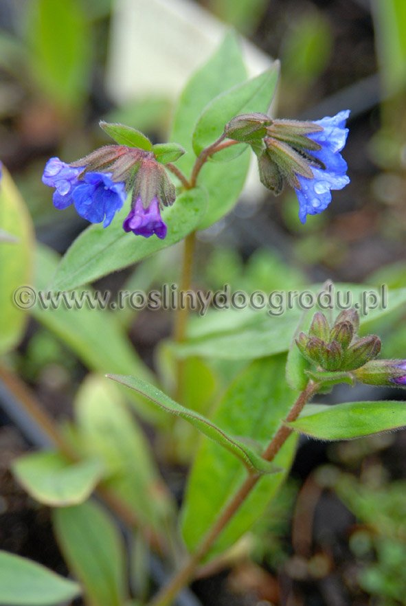 Ceratostigma plumbaginoides - Ceratostigma ołownikowata