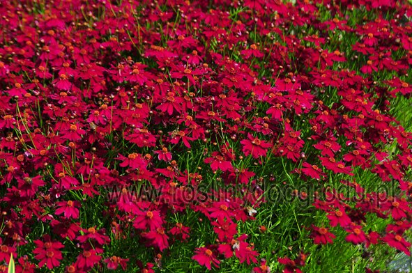 Coreopsis - Nachyłek Limerock Ruby
