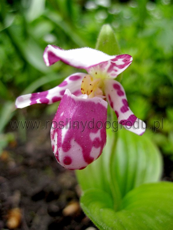 Cypripedium guttatum - Storczyk Obuwik kropkowany