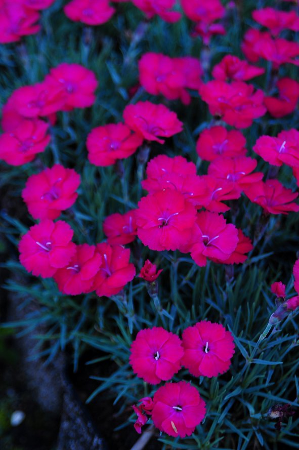 Dianthus gratianopolitanus - Badenia Goździk