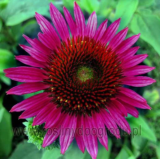 Echinacea - Jeżówka Liliput