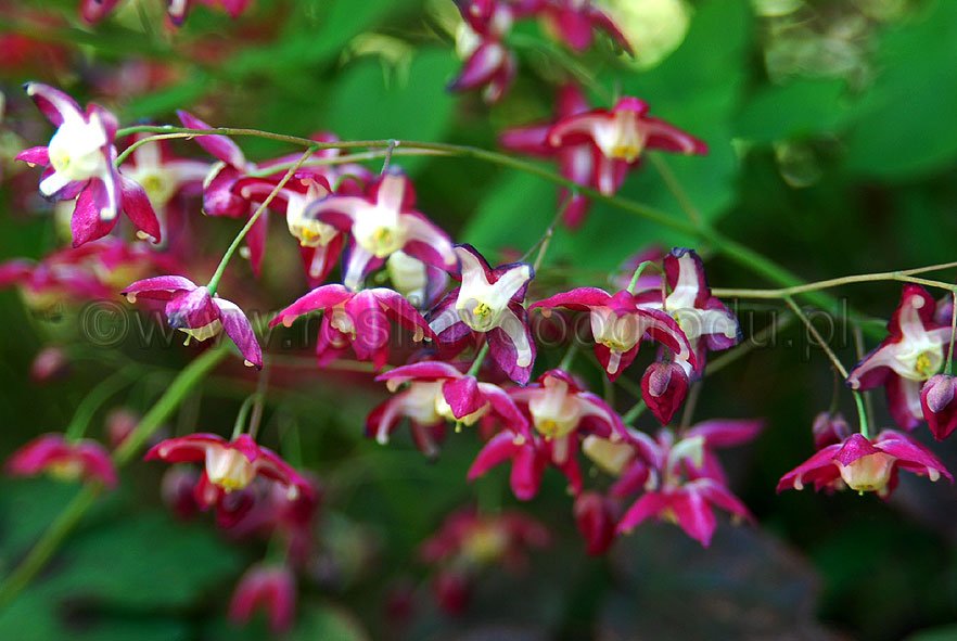 Epimedium rubrum - Epimedium czerwone