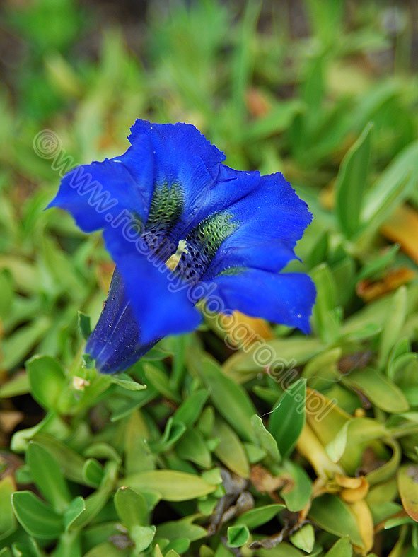Gentiana acaulis - Goryczka bezłodygow