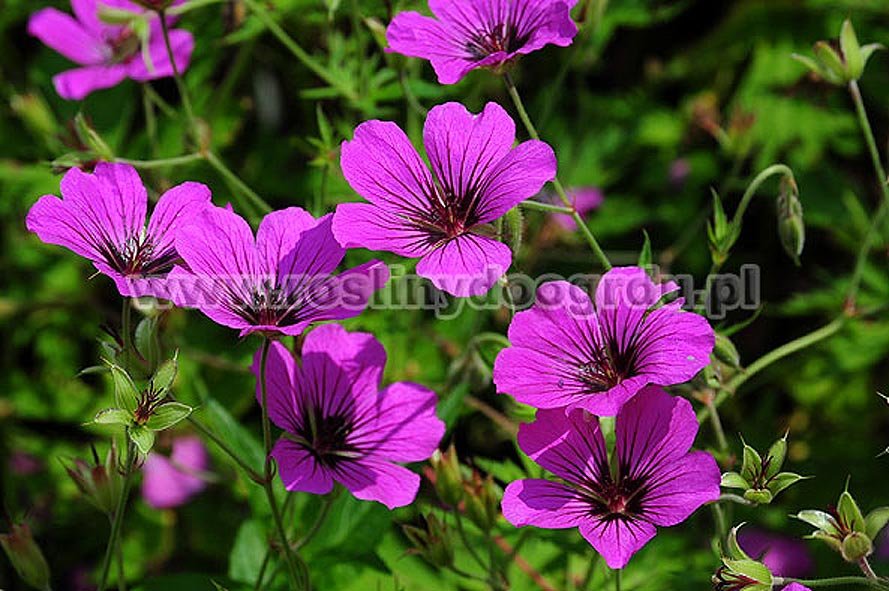 Gerainium Patricia - Bodziszek Patricia