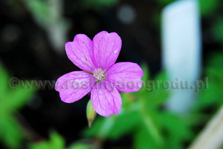 Geranium Endressii - Bodziszek Endressa