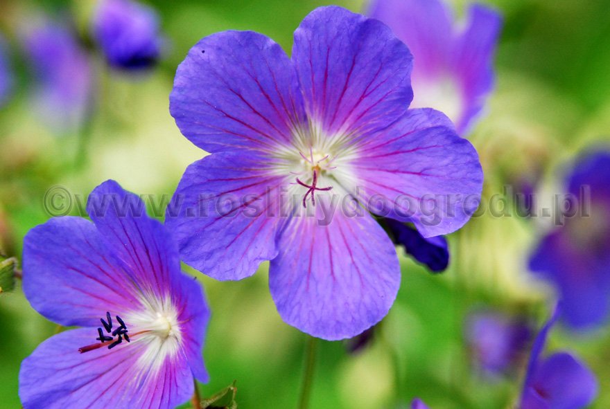 Geranium himalayense - Jonshon's Blue