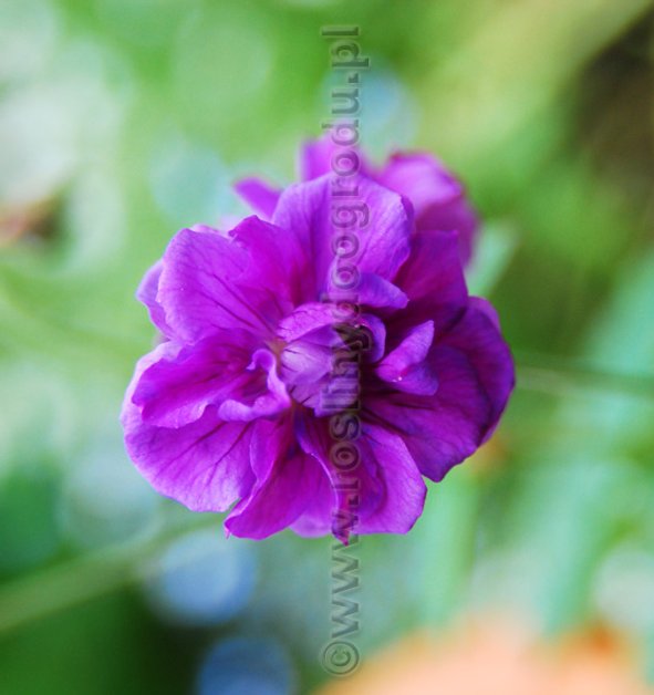 Geranium himalayense Plenum - Bodziszek himalajski pełny