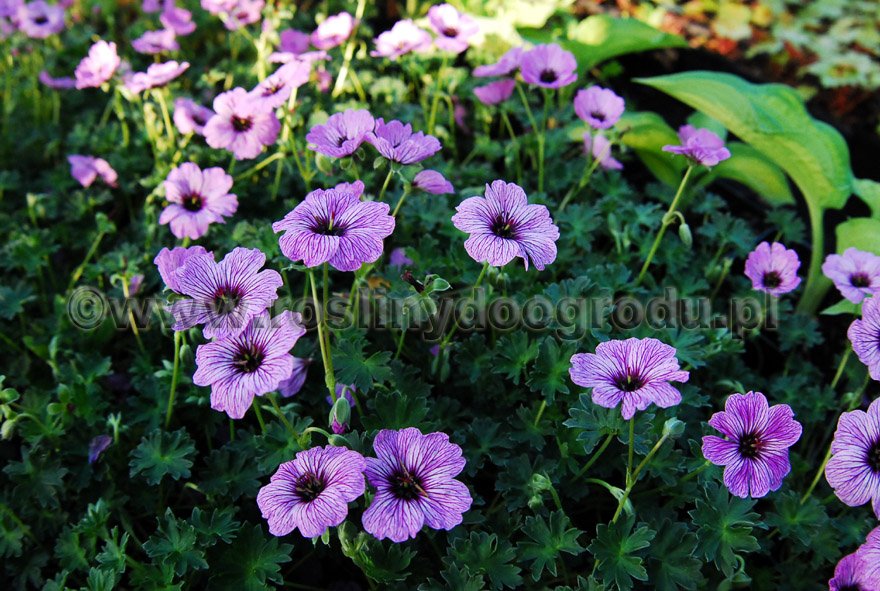 Geranium cireneum Ballerina - Bodziszek popielaty Ballerina