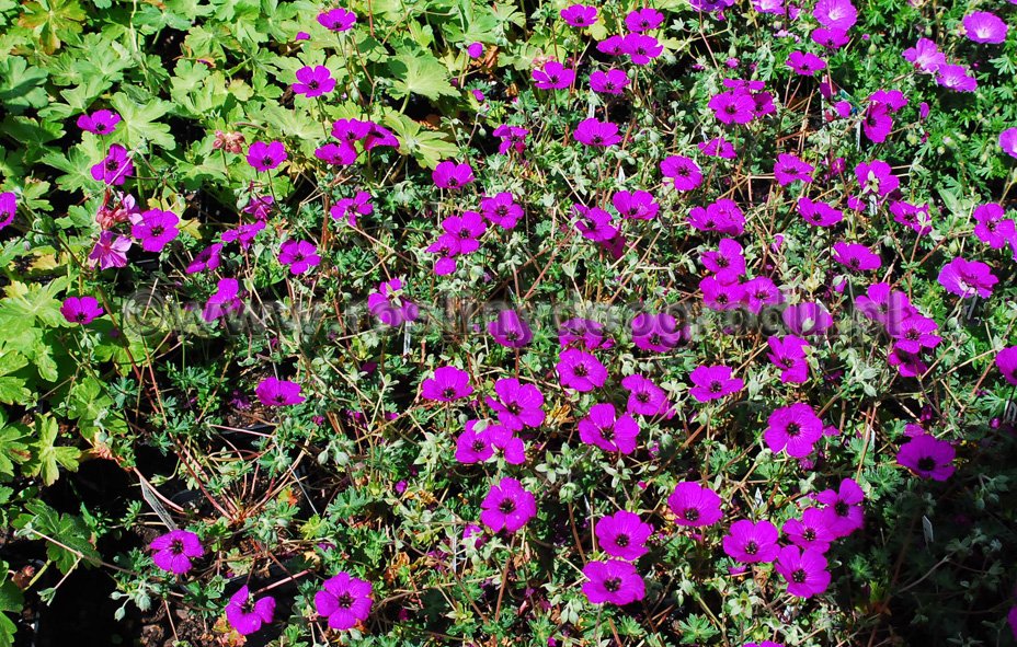 Geranium cireneum Splendens - Bodziszek popielaty Splendens