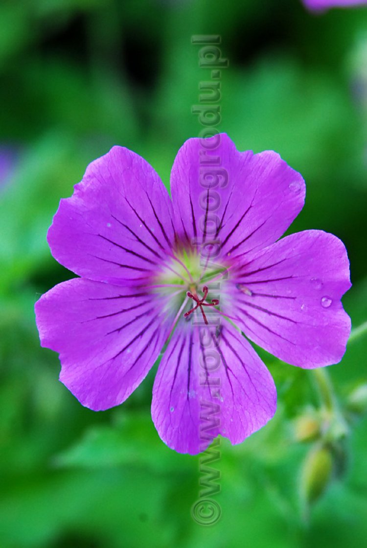 Geranium gracile Sirak - Bodziszek smukły Sirak