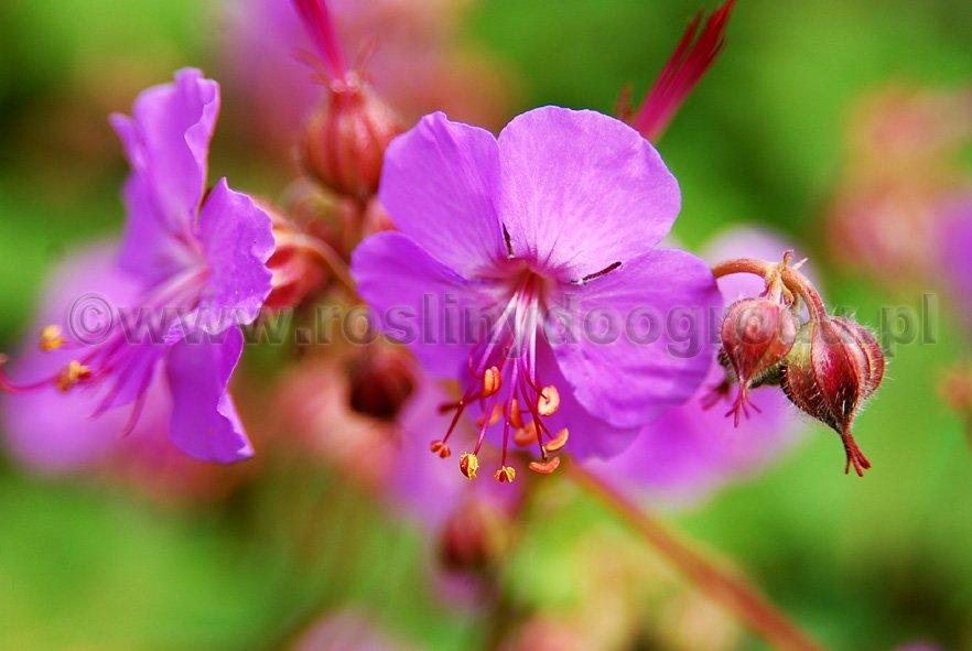 Geranium macrorrhizum - Bodziszek korzeniasty Ingwersen's Variety