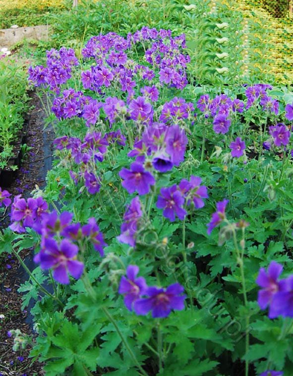 Geranium magnificum - Bodziszek wspaniały