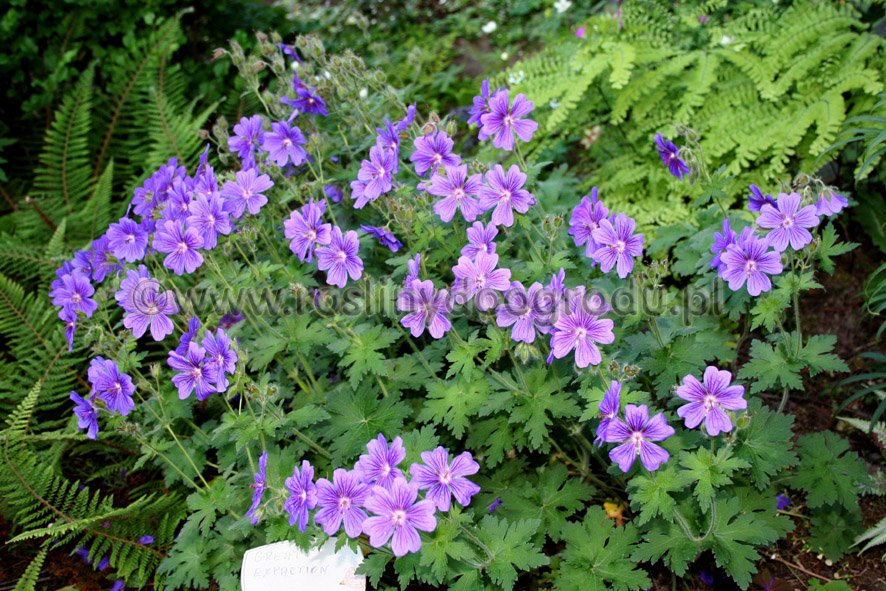 Geranium magnificum - Bodziszek wspaniały Rosemoor