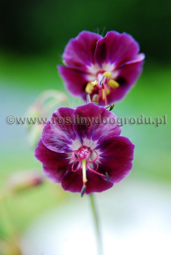 Geranium phaeum - Samobor Bodziszek żałobny