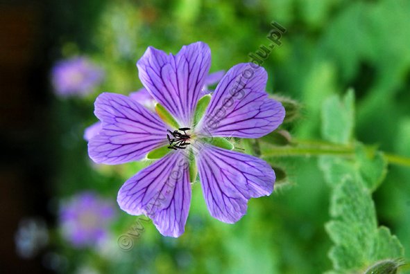 Geranium renardii - Bodziszek Renarda Philippe Vapelle