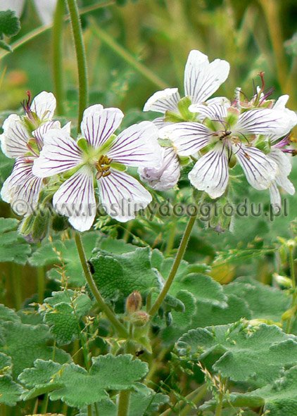 Geranium renardii - Bodziszek Renarda