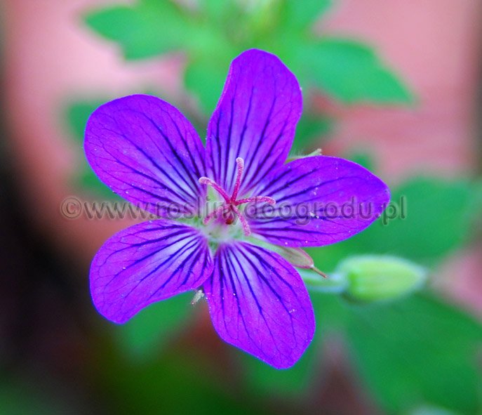 Geranium wlassovianum - Bodziszek wlassovianum