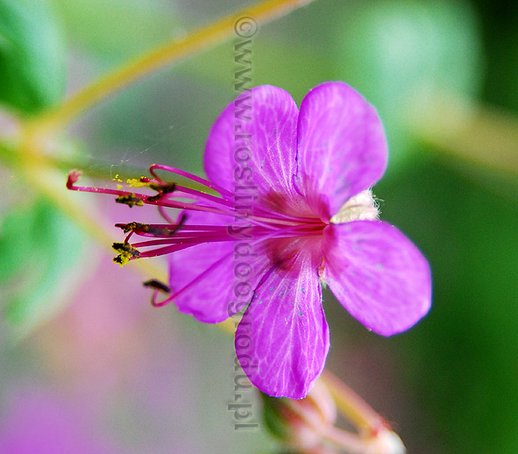 Geranium x cantabrigense - Karmina Bodziszek kantabryjski Karmina