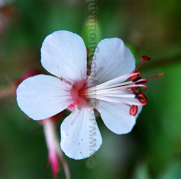 Geranium x cantabrigense Biokovo - Bodziszek kantabryjaski Biokovo