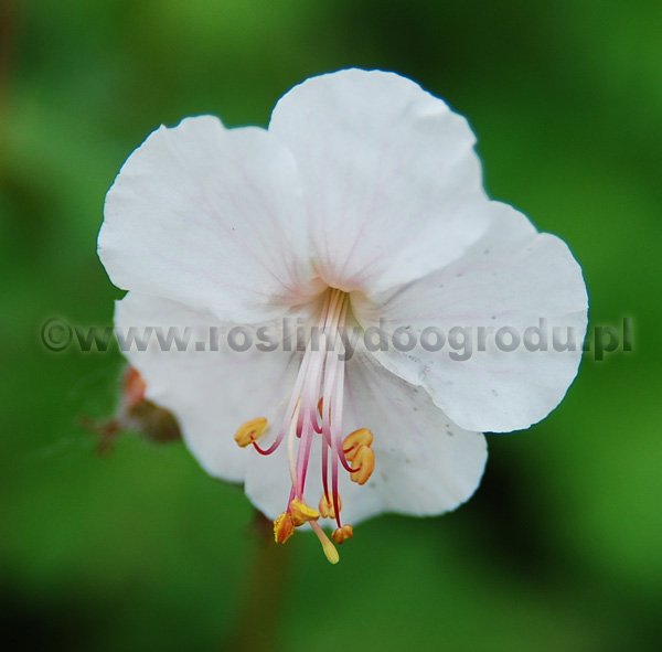 Geranium x cantabrigense St. Ola Geranium x - Bodziszek kantabryjski St. Ola
