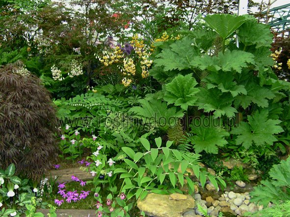Gunnera - Gunnera