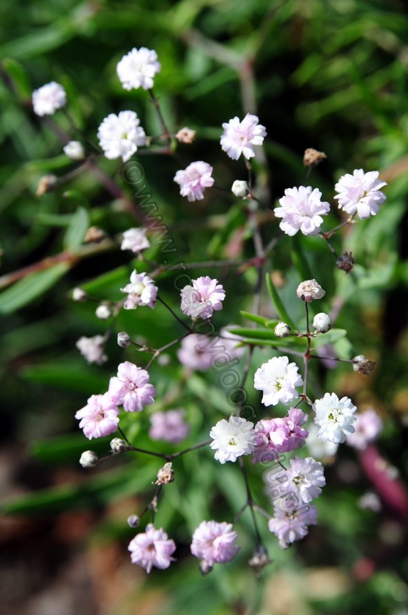 Gypsophilia x hybr. Rosenschleier - Gipsówka Rosenschleier