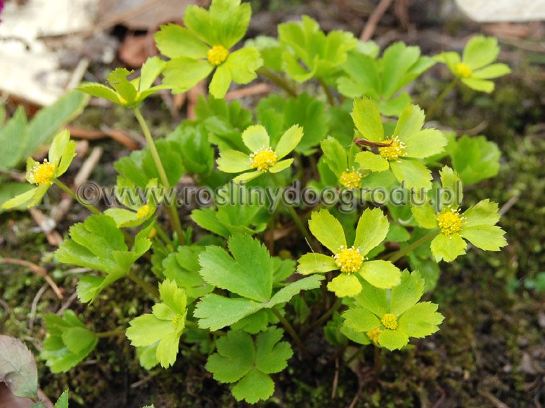 Hacquetia epipactis - Cieszynianka wiosenna