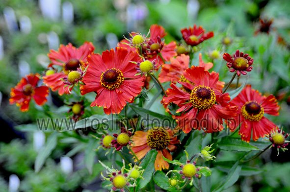 Helenium autumnale - Dzielżan jesienny