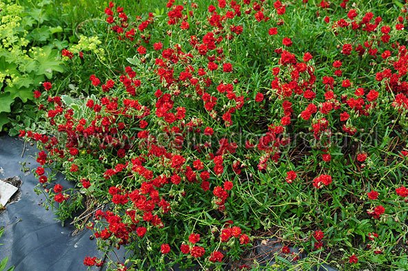 Helianthemum Rubin - Posłonek Rubin