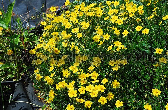 Helianthemum x hybr. Stentaler - Posłonek Stentaler