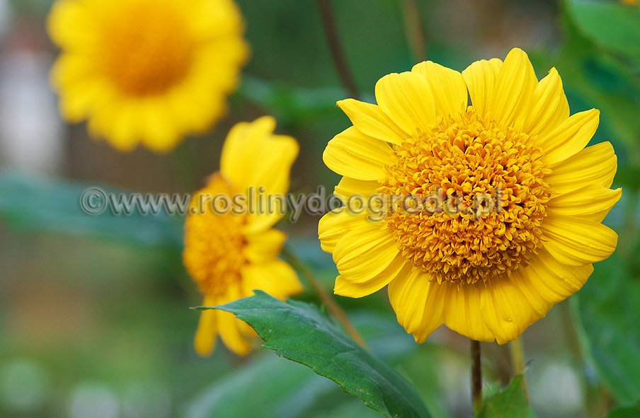 Helianthus decapetalus - Słonecznik dziesięciopłatkowy Capenoch Star