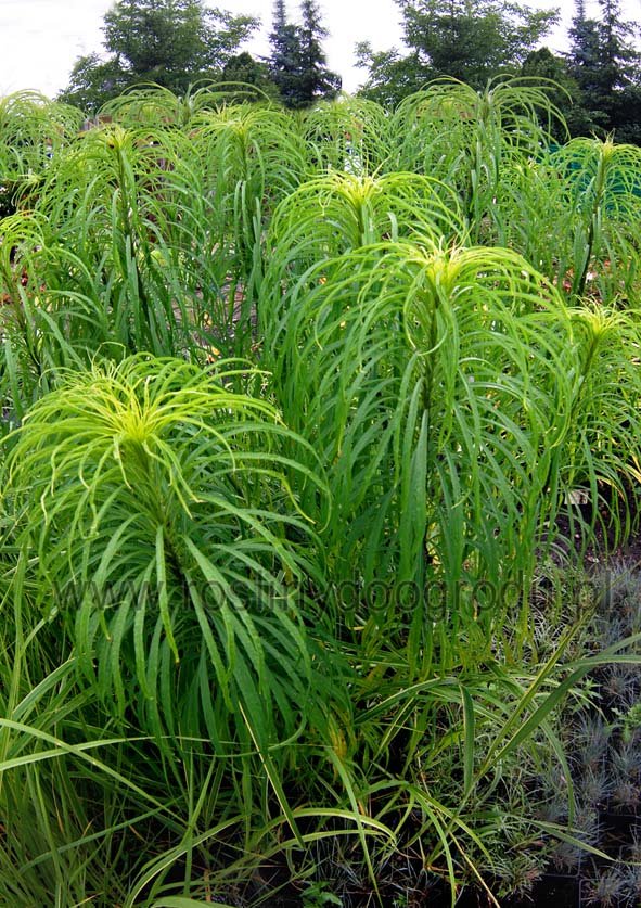 Helianthus salicilfolius - Słonecznik wierzbolistny
