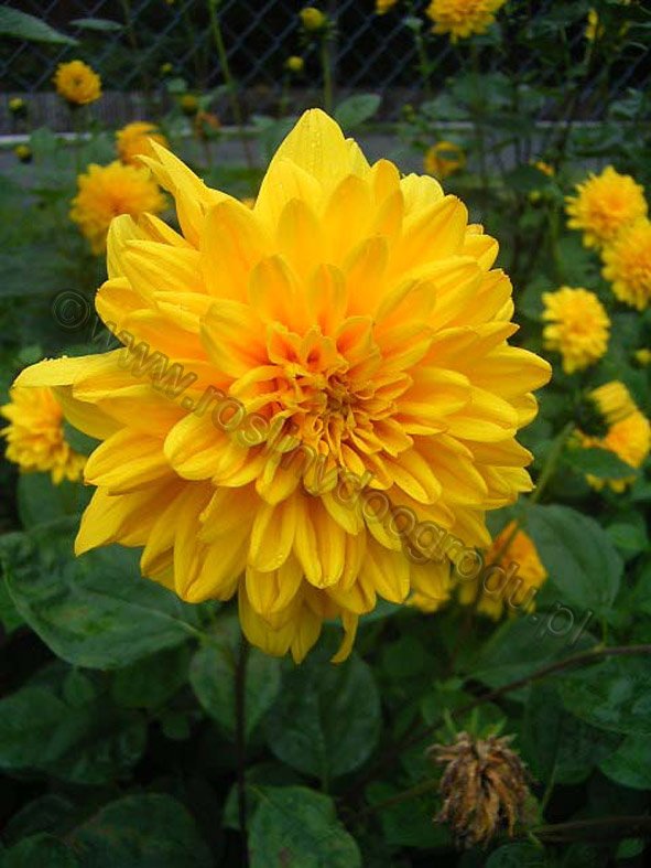 Helianthus decapetalus Solei - Słonecznik dziesięciopłatkowy Solei