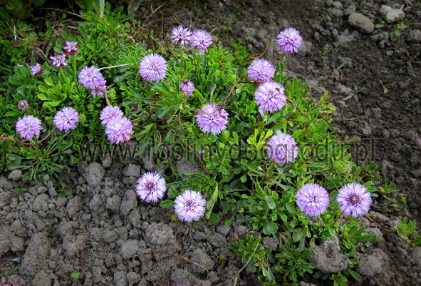 Globularia cordifolia - Kulnik sercowaty