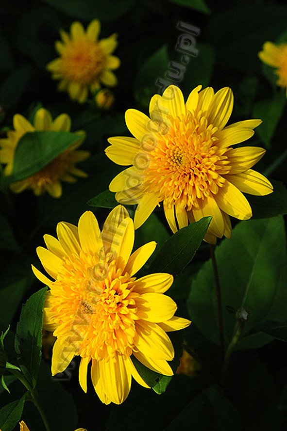 Helianthus decapetalus - Słonecznik dziesięciopłatkowy
