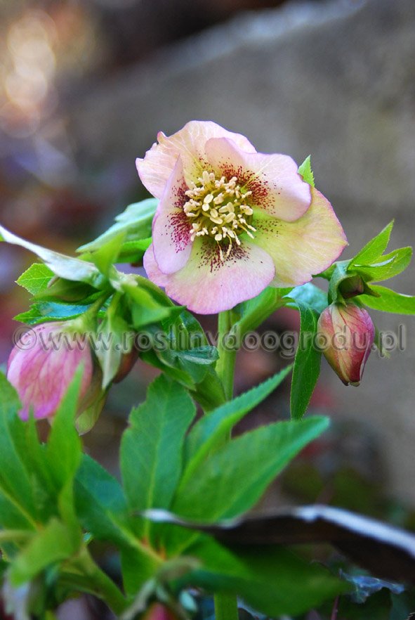 Helleborus - Ciemiernik II