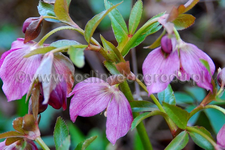 Helleborus orientalis - Ciemiernik orientalny