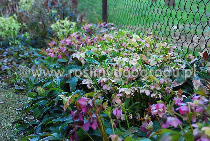 Helleborus - Ciemiernik III